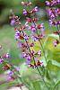 Salvia officinalis flowers