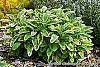 Salvia officinalis 'Icterina' habit