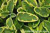 Salvia officinalis 'Icterina' leaves