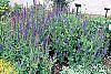 Salvia x superba 'May Night' habit