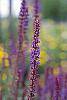Salvia x superba 'May Night' flowers