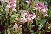 Scutellaria alpina flowers