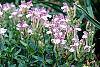 Scutellaria alpina flowers