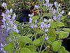 Scutellaria ocmulgee flowers