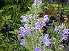 Scutellaria ocmulgee flowers