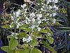 Scutellaria ocmulgee 'Alba' flowers
