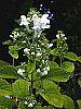 Scutellaria ocmulgee 'Alba' flowers