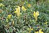 Scutellaria orientalis 'Eastern Sun' flowers