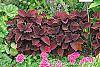 Solenostemon 'Colorblaze Marooned' habit