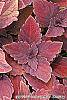 Solenostemon 'Colorblaze Marooned' leaves