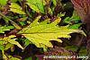 Solenostemon scutellarioides 'Cocoa Mint' leaves