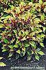 Solenostemon scutellarioides 'Flame Thrower Spiced Curry' habit