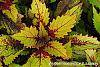 Solenostemon scutellarioides 'Flame Thrower Spiced Curry' leaves