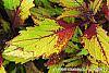 Solenostemon scutellarioides 'Flame Thrower Spiced Curry' leaves