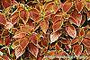 Solenostemon scutellarioides 'Trusty Rusty'