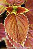 Solenostemon scutellarioides 'Trusty Rusty' leaves