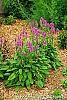 Stachys officinalis 'Hummelo' habit