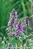 Stachys officinalis 'Hummelo' flowers