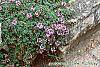 Thymus pseudolanuginosus flowers