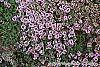 Thymus pseudolanuginosus flowers