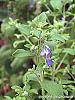 Trichostema dichotomum flowers