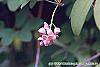 Akebia quinata 'Rosea' flowers
