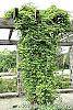 Akebia quinata 'Silver Bells' habit