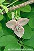 Akebia quinata 'Silver Bells' flowers