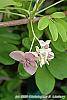 Akebia quinata 'Silver Bells' flowers