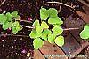 Akebia trifoliata leaves