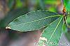 Laurus nobilis leaves