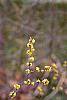 Lindera benzoin flowers