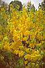 Lindera benzoin fall color