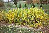 Lindera benzoin fall color
