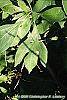 Sassafras albidum leaves