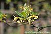 Sassafras albidum flowers