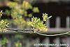 Sassafras albidum flowers