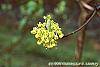 Sassafras albidum flowers