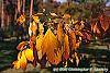 Sassafras albidum fall color
