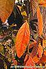 Sassafras albidum fall color