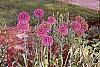 Allium aflatunense 'Purple Sensation' habit