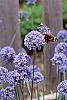 Allium caeruleum flowers