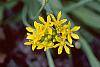 Allium moly flowers