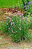 Allium schoenoprasum habit