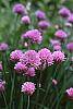Allium schoenoprasum flowers