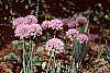 Allium senescens var. glaucum habit