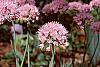 Allium senescens var. glaucum flowers