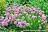 Allium tanguticum 'Summer Beauty' habit