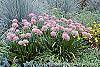 Allium tanguticum 'Summer Beauty' habit