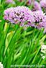 Allium tanguticum 'Summer Beauty'